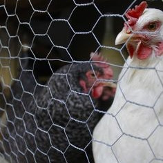 Chicken Cage Coop Fence Wire Mesh Rolls Hexagonal Wire Mesh Netting