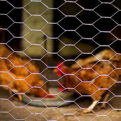 High Quality Galvanized Hexagonal Mesh Fence Chicken Wire Mesh Rolls