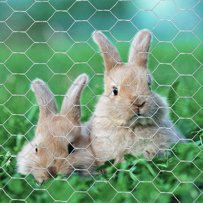 Chicken Cage Coop Fence Wire Mesh Rolls Hexagonal Wire Mesh Netting