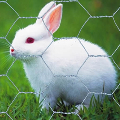 High Quality Galvanized Hexagonal Mesh Fence Chicken Wire Mesh Rolls
